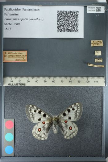 Media type: image;   Entomology 175298